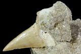 Otodus Shark Tooth Fossil in Rock - Eocene #111048-1